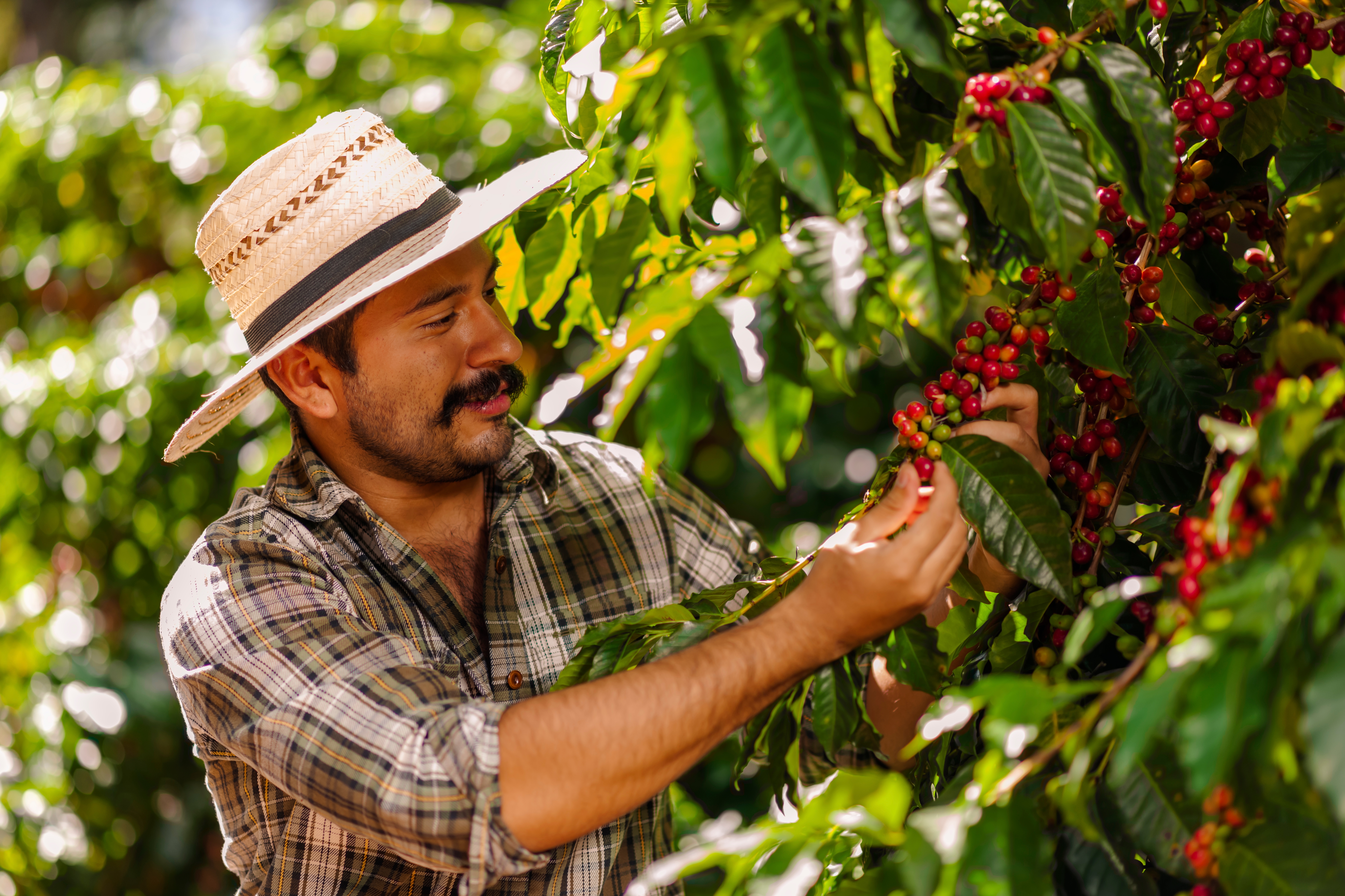 World Of Coffee Panama