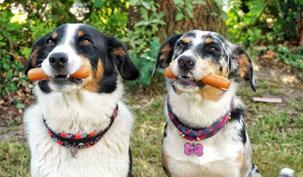 MEIN HUND MESSE – Rosenheim