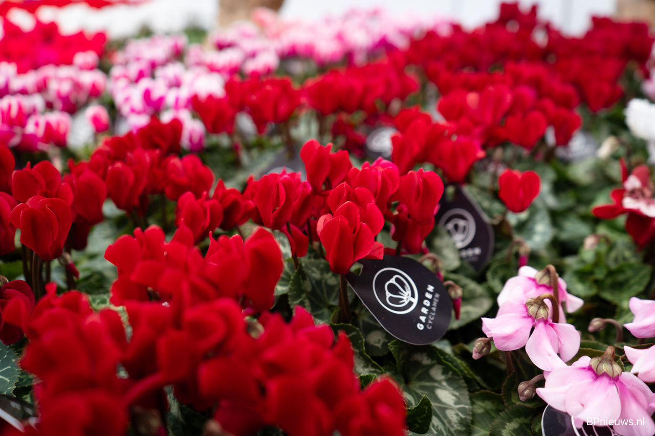 PLANTARIUM|GROEN-Direkt Autumn Fair