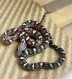 Animalstore