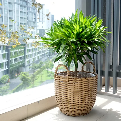 NGOI SAO DAT VIET TRADING – PRODUCTION CORPORATION product image 1