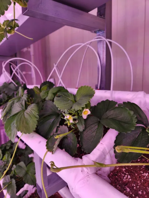 GROWISE INC. product image 2