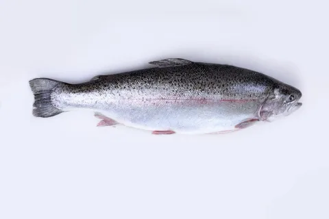 新疆天蕴有机农业有限公司 product image 1