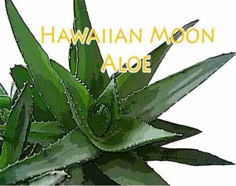 Hawaiian Moon product image 2