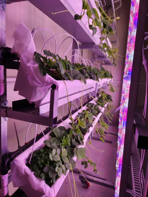 GROWISE INC. product image 1