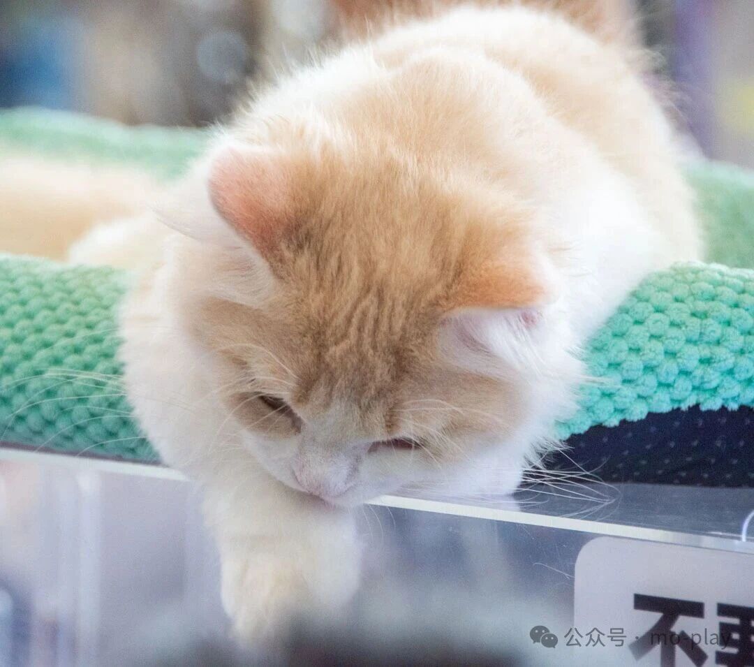 The Fun Pet Fair - Tianjin International AI + Pet Industry Expo