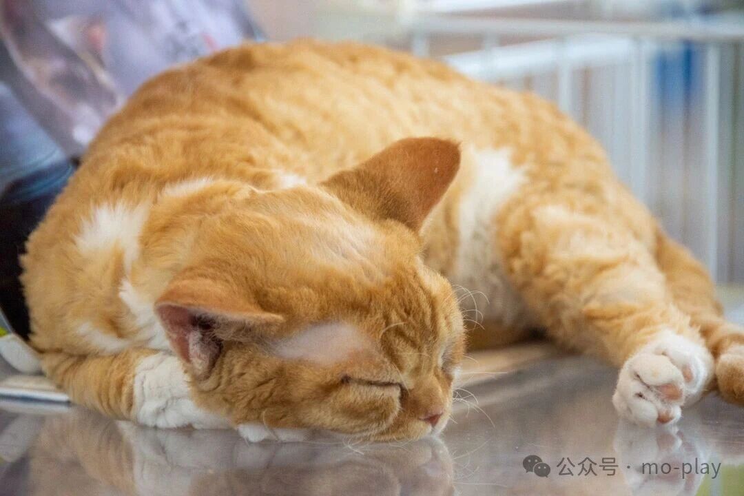 The Fun Pet Fair - Tianjin International AI + Pet Industry Expo 图片 4